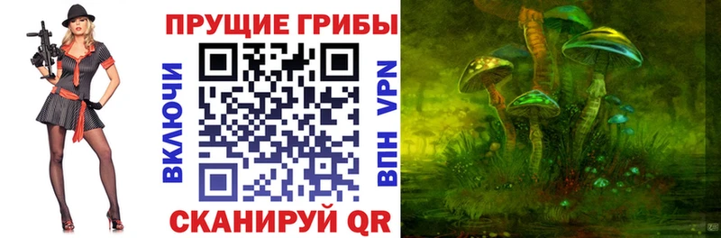 Псилоцибиновые грибы Psilocybe  Кингисепп 